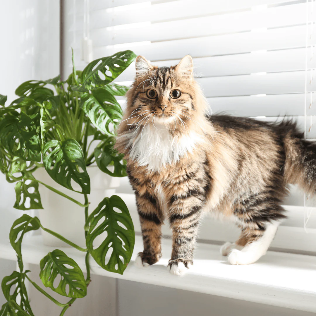 cat safe plants