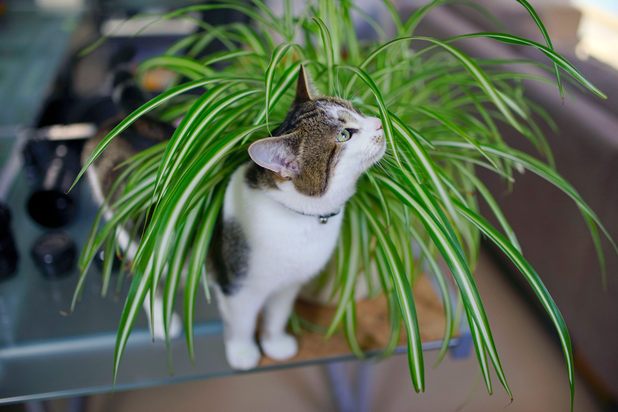 Identify Toxic and Non-Toxic Plants for Cats in Your Garden